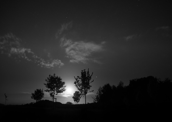 Eine nächtliche Szene. Im Vordergrund stehen diverse junge Bäume rechts davon ist eine Sträucherhecke. Da das Foto in Schwarzweiß ist sind die Bäume wie auch die Sträucherhecke nur als schwarze Silhouette erkennbar. Der Mond, leider nur als heller großer Punkt, scheint zwischen zwei Bäumen durch. Einige kleine Wolken sind auch am nächtlichen Himmel sichtbar. Wie auch eine größere Anzahl an Sterne.
