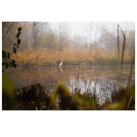 Ein Reiher steht in einem von Pflanzen umwachsenen Weiher. Ein paar Enten schwimmen herum.