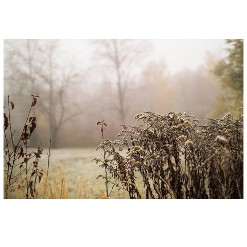 Gestrüpp und Nebel.