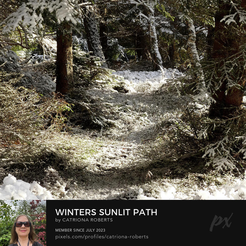 Coloured photograph featuring the design- 

Winter's Sunlit Path in the Scottish Highlands.

I took this photo during a lovely snowy nature walk through the Scottish Highlands. 

Features sunlight filtering through a dense Pine forest, highlighting the snow-dusted ground and branches. 

Tall Pines trees stand majestically, casting shadows and creating a serene winter scene. 

Click links on the main post for options. 

