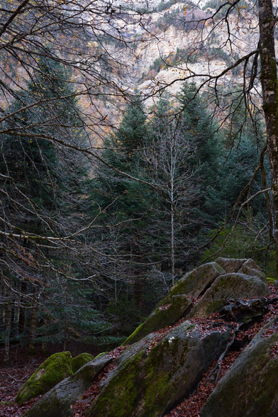 Fotografia de un paisaje boscoso. Una roca en primer plano ocupa el tercio inferior derecho, cubierta de musgo y hojarasca. Tras ella una maraña de ramas peladas dan paso a una linea de abetos verdes, sobre ellos imponente el muro de la montaña en la lejania, con franjas de vegetación arbórea de colores otoñales entre la roca.