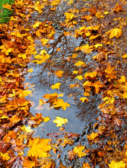 Image shows a puddle full of autumn leaves all golden and shades of reds, with bare branches of an oak tree reflected in the water
