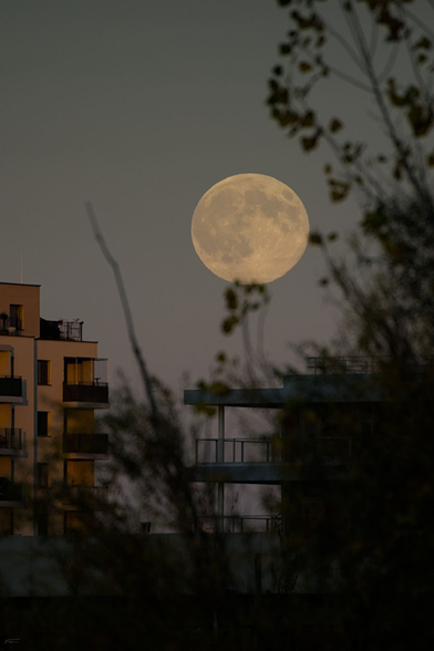 Das Foto zeigt einen beeindruckenden Supermond, der groß und hell am Himmel leuchtet. Der Mond erscheint in einem warmen, fast goldenen Ton, was typisch für einen tief stehenden, aufgehenden Mond ist. Im Vordergrund siehst du Silhouetten von Bäumen und Gebäuden, darunter ein mehrstöckiges Wohnhaus. Die Atmosphäre wirkt ruhig und fast mystisch, da der Mond die Szene dominiert und für eine besondere Stimmung sorgt.