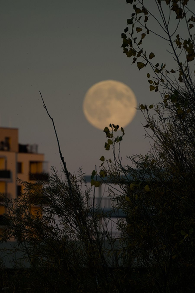 Gleiches Fotomotiv wie vorher, nur sind der Mond und die Gebäude unscharf und der Fokus liegt auf den Baumästen und -blättern im Vordergrund.