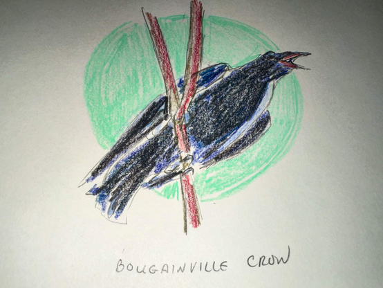 A skinny crow perched on a branch. It is mid squawk.