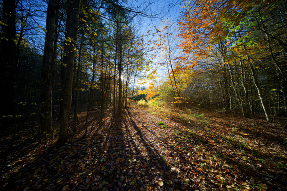 The sun is low in hte sky and illuminatint some fall color trees on the edge of an open patch that opens up in the center of the image and below it are strong shadows cast by mostly evergreen trees on the left