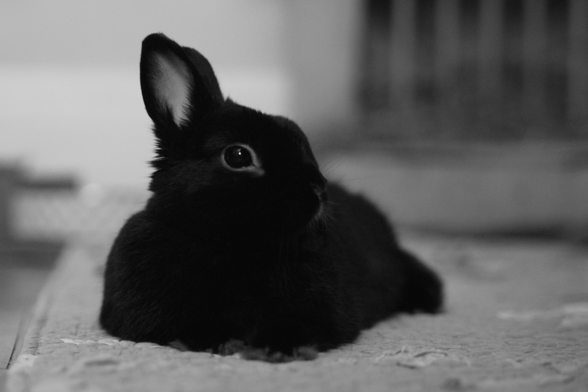 A black rabbit lounges, looking to the right of frame, there is a bright spot in his eye