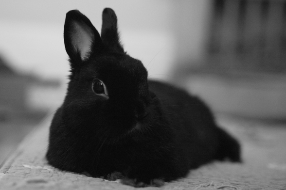 Another view of a lounging black rabbit. He is facing the camera more.