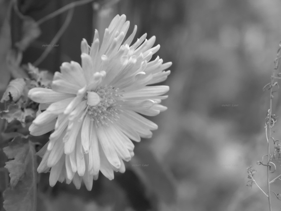 Flower, closeup, black and white, photo