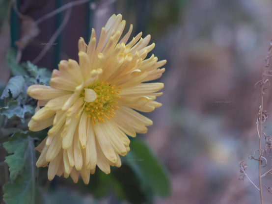 Flower, closeup, color, photo
