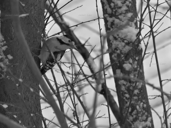 Bird, black and white, photo
