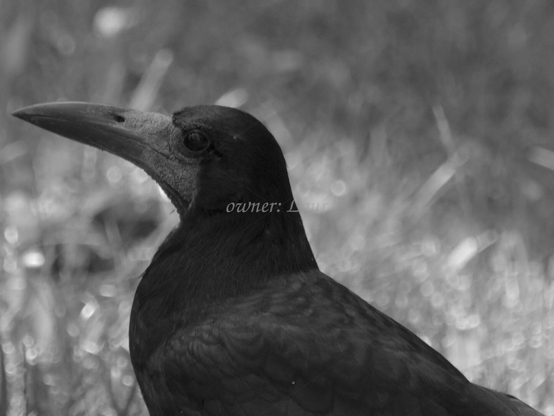 Bird, closeup, black and white, photo