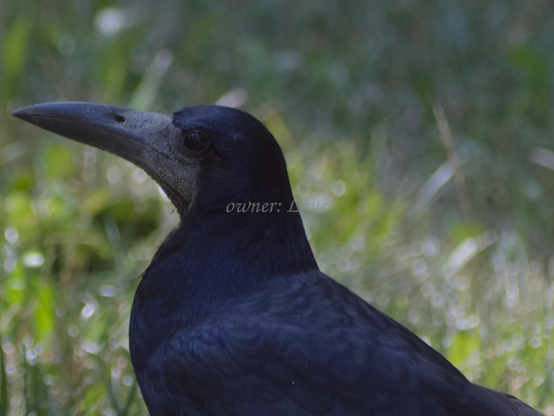 Bird, closeup, color, photo