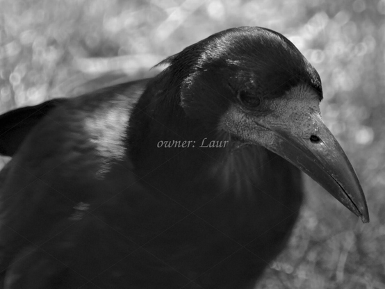Bird, closeup, black and white, photo