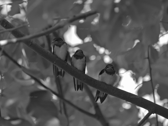Birds, black and white, photo