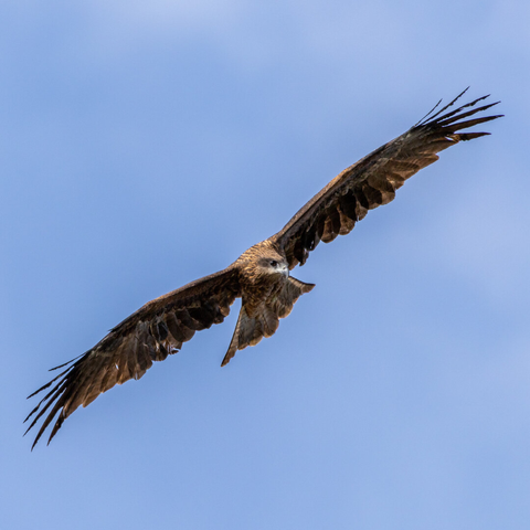 A bird of prey soars through the sky, searching for food. Its plumage is a spotted brown, and many of its feathers look damaged.