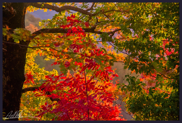 A dark tree trunk frames the left of the photo, its branches reaching towards the right through a mass of brightly coloured autumn leaves in shades of red and yellow