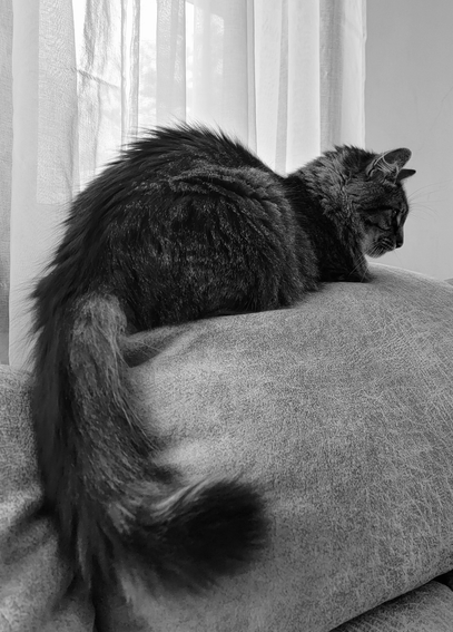 Black and white photograph of a fluffy cat named Ronan resting on a textured couch, positioned with his back and tail toward the camera and head to the right. Ronan's fur is dark and thick with a long, flowing tail. Sheer white curtains are visible behind Ronan. The overall tone is calm and cozy.