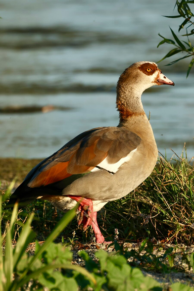 a weird looking yet kind of pretty goose