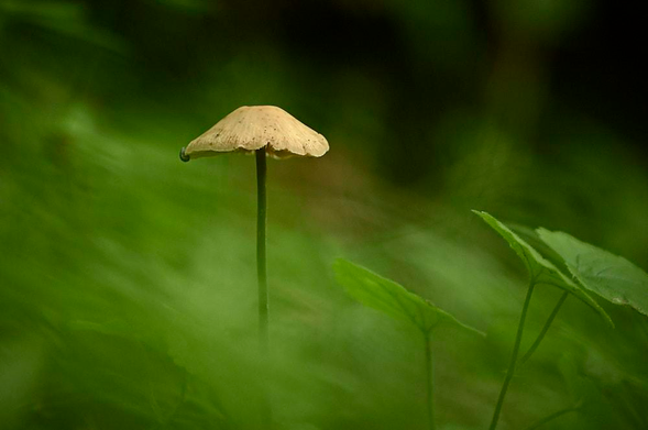 A small, solitary mushroom grows on a thin, dark green stalk, emerging from a soft blur of grass against a deep green backdrop.
Its pale tan cap is slightly conical with a flat top, and its edges are ragged and uneven. In the foreground, an airy wash of out-of-focus green blades partially veils the lower stem, creating a misty, dreamlike appearance while keeping the mushroom sharply defined.
The lighting is gentle and diffused, with no harsh shadows. The scene feels damp and quiet, like a shaded forest floor after rain, with muted colours and a calm, minimal composition.