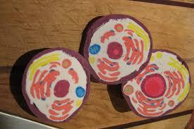 cross section of a still-simple model of a cell built with air-drying clay.