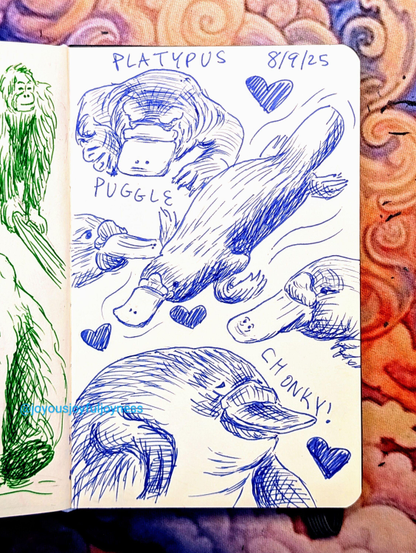 Sketchbook page of 5 drawings of Platypus in blue pen. The top of the page has the text Platypus and 8/9/25. The top left drawing is a heart and a Puggle (baby Platypus). To the right is a Platypus swimming down to the bottom left and hearts. To the left is a Platypus face looking to the right. To the right is another Platypus face looking to the left. At the bottom is a large drawing of a fat Platypus smiling and the word Chonky!