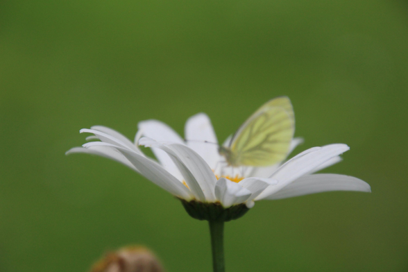 A light green butterfly on a white flower in from of a blurred green background. The focus is on the flower, msking the butterfly a bit blurred and almost blend in to the background