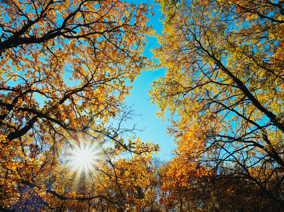 Sunstar between autumnal trees and sky, hungary