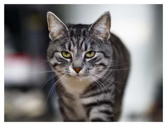 En liggande bild på katten Sonja som går mot kameran. Bakgrunden är ur fokus.