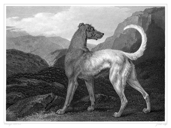 An Irish Wolfhound stands in profile against a backdrop of moorland hills, looking backward. Once considered extinct or nearly so in the 1800s, the breed was recreated in the late nineteenth century.