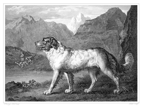 Metal engraving depicting a Newfoundland dog seen from the side, standing on the bank of a lake surrounded by mountains. The Newfoundland dog is praised by the author as follows:
   " No risk is incurred by pronouncing this dog the most useful of the whole canine race, as far as hitherto known, upon the face of the earth. His powers, both of body and of intellect, are unequaled, and he seems to have been created with an unconquerable disposition to make the most benevolent use of those powers. His services are voluntary, ardent..."