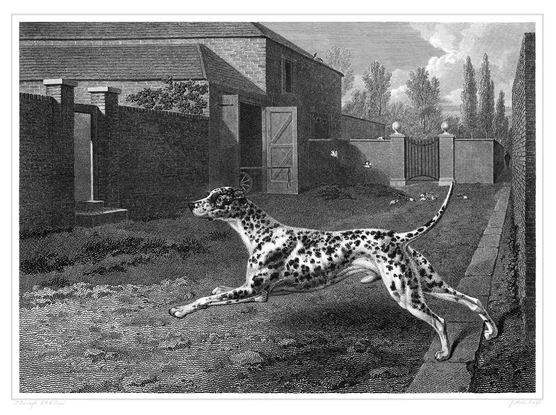 A Dalmatian leaps forward in a enclosed yard, viewed from the side. The Dalmatian is mentioned as follows by the author:
   "The use to which this beautiful and shewy breed is applied, being so universally known both in town and country, needs a bare mention: how long it has been the fashion to keep these dogs, as attendants of the coach horse stable, and as precursors to the carriage, as if to clear the way and announce its approach, does not appear in our common books of reference on the subject; but the practice may probably be a century or two old, and was doubtless derived from continental usage."