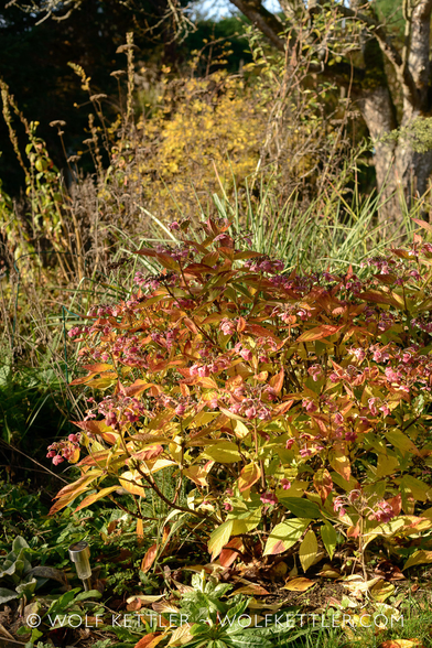 In the foreground a small hydrangea in beautifully autumnal greens, browns, yellows and reds. In the background seedheads from perennials and annuals as well as the trunk of a tree and a shrub, all looking very autumnal.