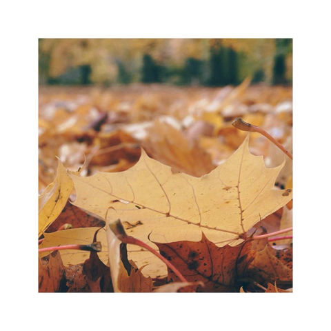 a closeup image of the ground with plenty of colorful leaves. in the blurry background you can identify some trees