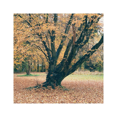 a square image of a beautiful tree with colored autumn leaves. also the grassy ground around the tree is covered with colorful leaves