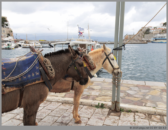 The horses in Hydra island, Greece.