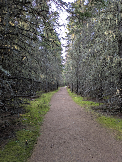 A straight stonedust path through lichen covered spruce trees with a green understory