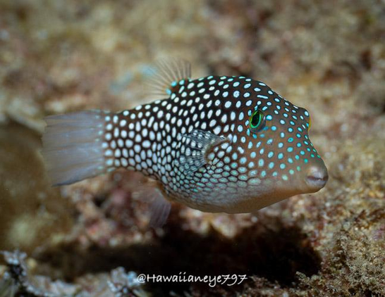 A rugby-shaped fish about the length of your palm swimming over an ocean reef. It is brown, covered uniformly with white spots. Its eyes are shaded faintly green.