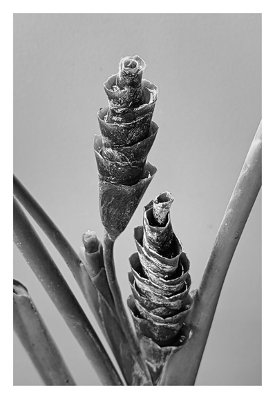 Two dried, cone-shaped flower heads.