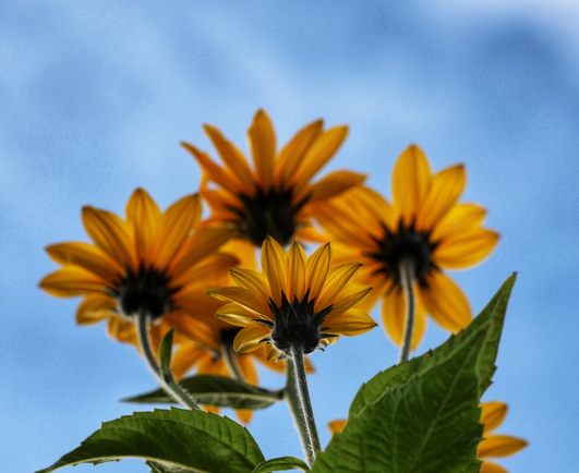 A striking close-up of towering Jerusalem artichoke (Topinambur) flowers, photographed from below to emphasise their impressive height. The bright golden-yellow petals dominate the frame, their vibrant colour contrasting beautifully against a soft, blurred sky. The perspective hides the centres of the flowers, focusing instead on the graceful curve of the petals and the sturdy green stems.