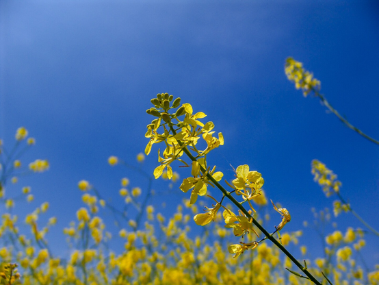 The image features a close-up of a yellow flower against a clear blue sky. The flower has multiple small blossoms clustered along a green stem, with the petals illuminated by sunlight, creating a vibrant contrast against the deep blue background. In the blurred background, more similar flowers can be seen, creating a field of yellow that extends toward the horizon.