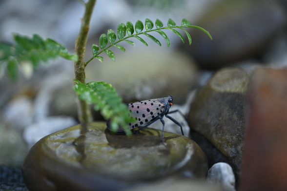 Spotted Lantern Fly