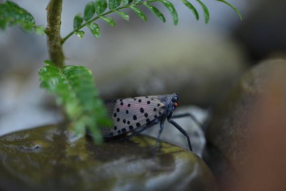 Spotted Lantern Fly