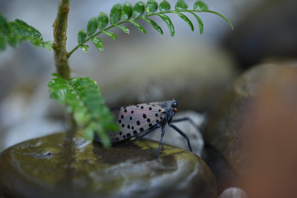 Spotted Lantern Fly