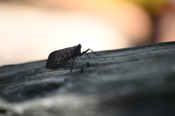 Spotted Lantern Fly
