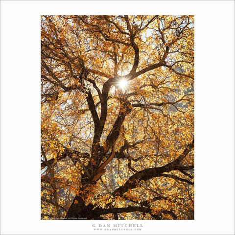 backlit autumn oak tree