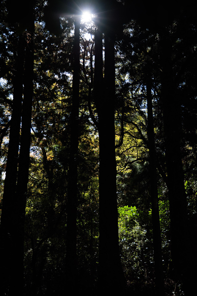 Sunlight filters through tall trees in a dense forest, casting dramatic shadows and illuminating lush green foliage below.