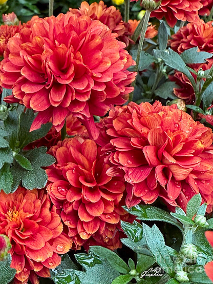 Cluster of Red Chrysanthemums