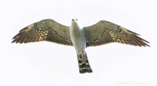 "A Mississippi Kite soars overhead, wings outstretched in a graceful arc. The viewer sees the bird from below, silhouetted against a bright, cloudless sky. Its wings are long and tapered, patterned with soft gradients of brown, white, and charcoal gray. The underside of the bird is pale, almost silver, with a dark patch near the head that gives definition to its streamlined form. Its tail fans out behind it, banded with alternating stripes of light and dark, like a ceremonial sash trailing in the wind.

The bird’s posture is effortless—gliding, not flapping—its body angled slightly forward as if pulled by an invisible thread. Each feather is distinct, etched against the sky like brushstrokes in motion. The light catches the bird’s underside, illuminating its quiet power and aerodynamic grace. There’s no background clutter—just sky and flight—making the Kite feel mythic, sovereign, and free.

This is not just a bird in motion. It’s a moment of stillness within movement, a quiet perch midair, a ledger entry written in wind." - Microsoft Copilot