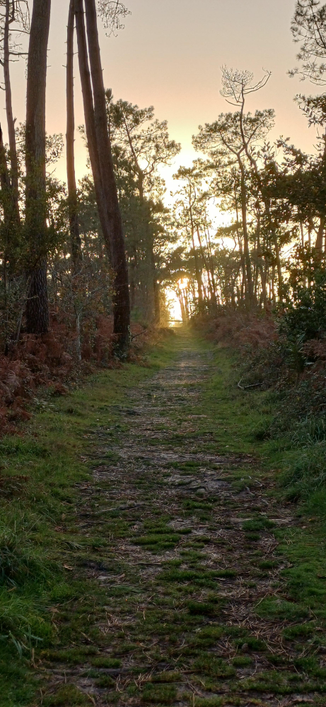 Bois du kador 
Bretagne